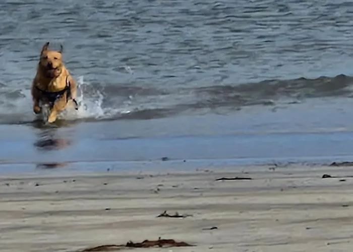 בית נופש The Wood Grange *